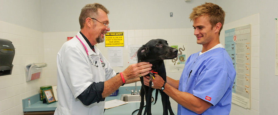 Animal Chiropractic